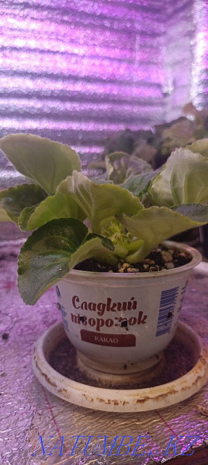 Sell violet Almaty - photo 1