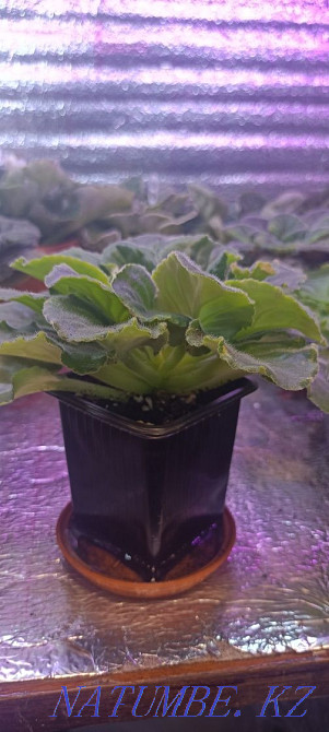 Sell violet Almaty - photo 3