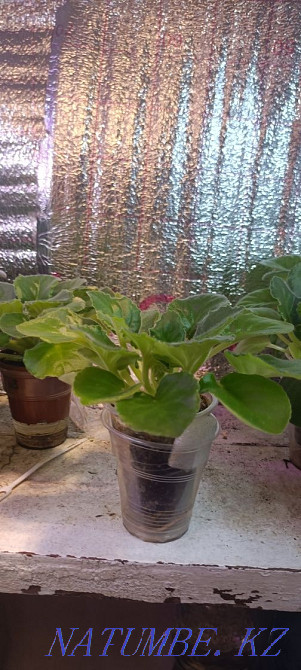 Sell violet Almaty - photo 5