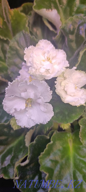 Sell violet Almaty - photo 7