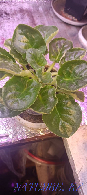 Sell violet Almaty - photo 2