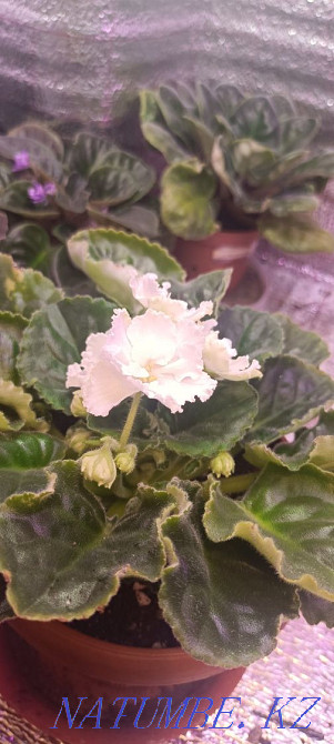 Sell violet Almaty - photo 8