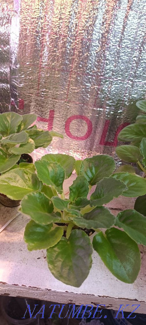 Sell violet Almaty - photo 6