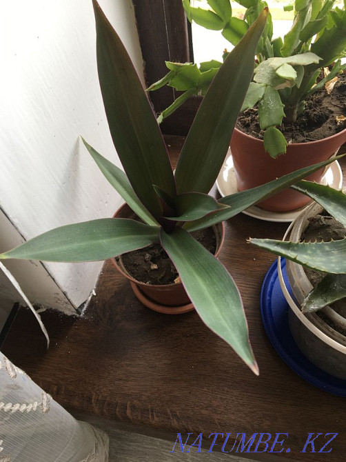 Aloevera Almaty - photo 5