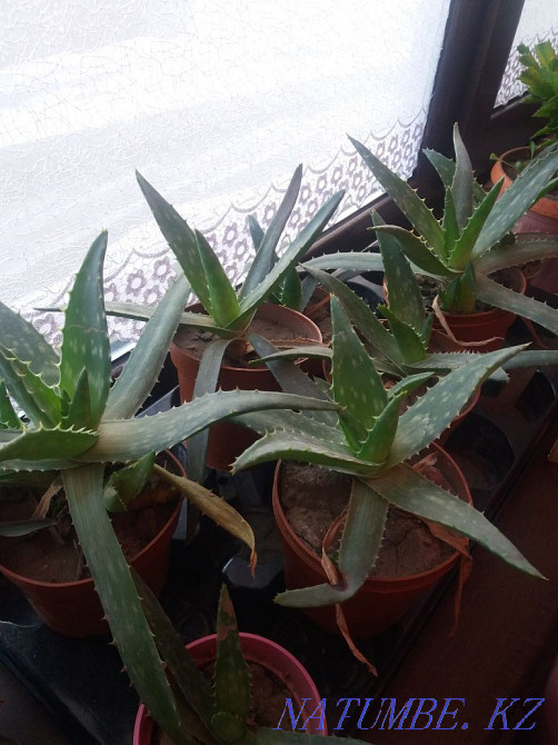 Aloevera Almaty - photo 1