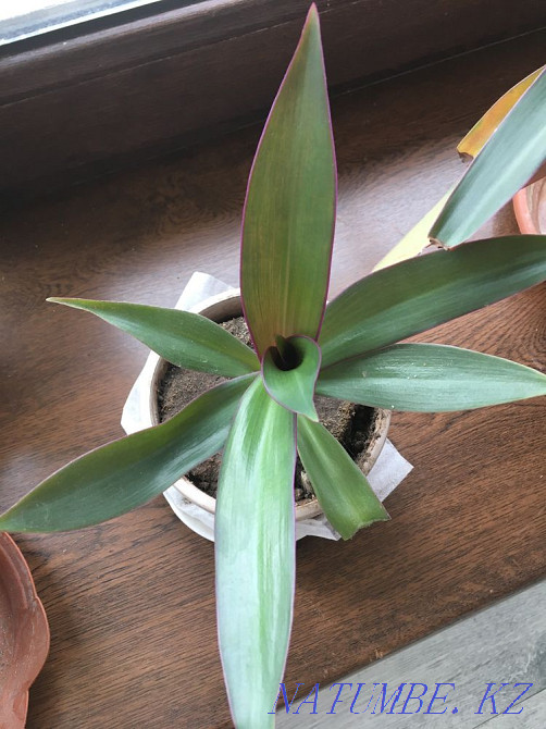 Aloevera Almaty - photo 4