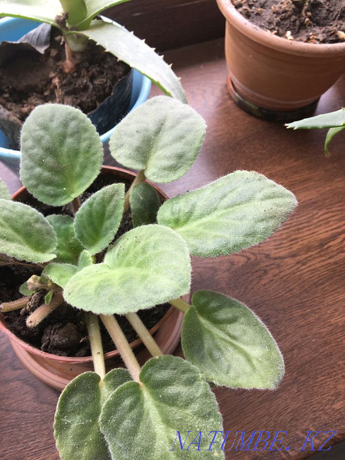 Aloevera Almaty - photo 3