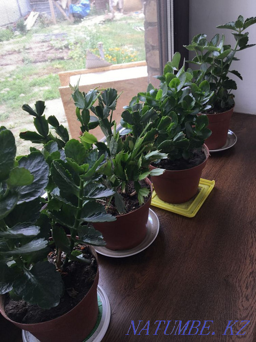 Aloevera Almaty - photo 6