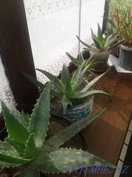 Aloevera Almaty - photo 2