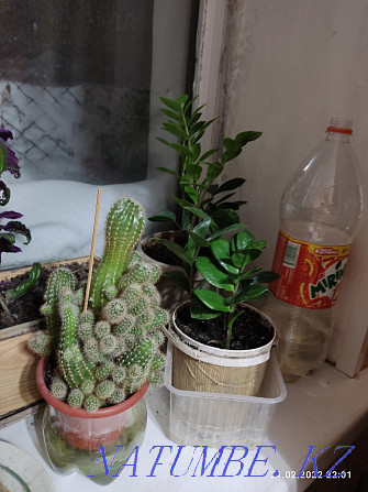Cactus, Ginura, Zamioculcas Astana - photo 1