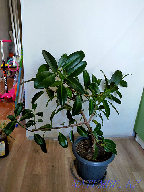 Фикус Караганда - изображение 3