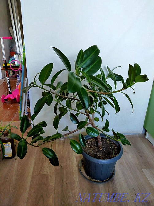 Фикус Караганда - изображение 2