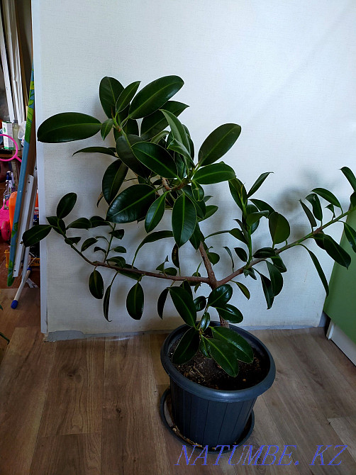 Фикус Караганда - изображение 1