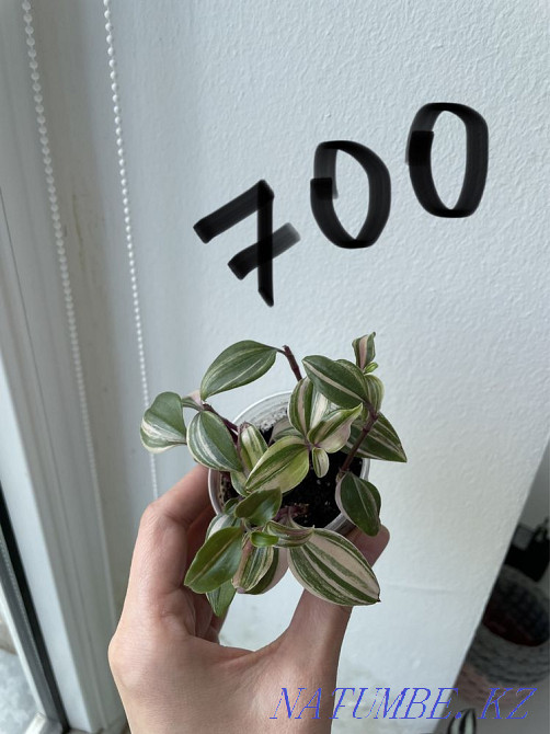 Традесканция 4 вида Алматы - изображение 3