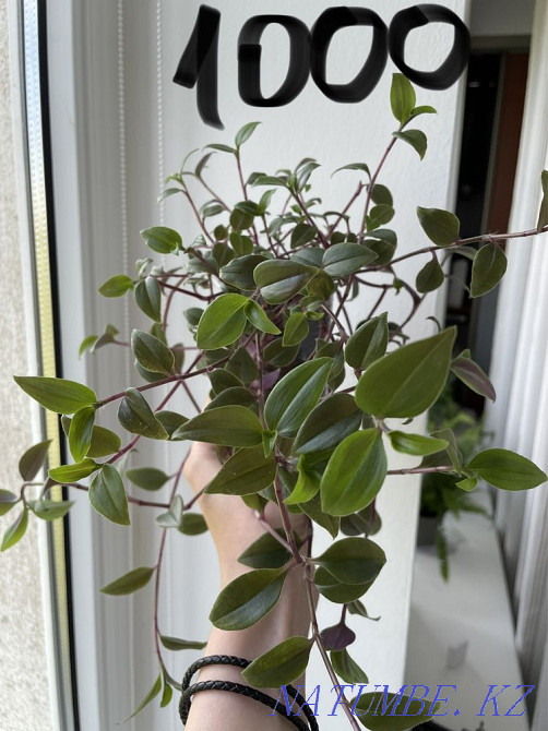 Традесканция 4 вида Алматы - изображение 1