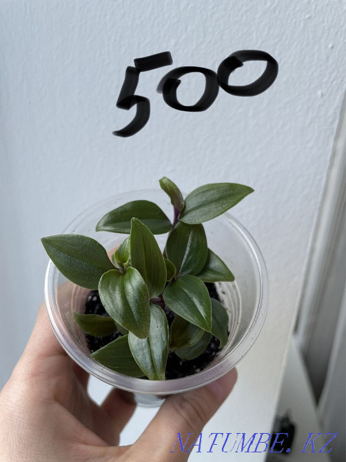 Традесканция 4 вида Алматы - изображение 5