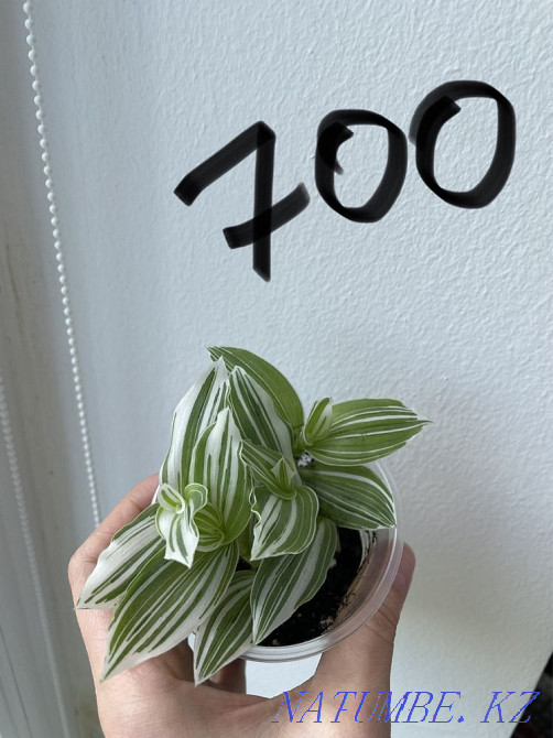 Традесканция 4 вида Алматы - изображение 4