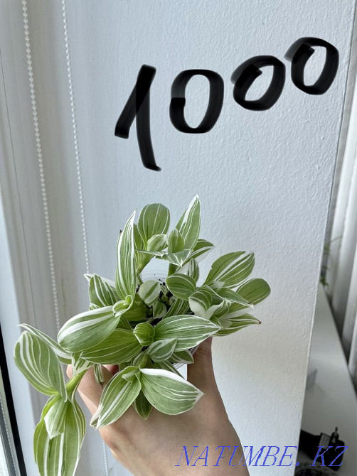 Традесканция 4 вида Алматы - изображение 7