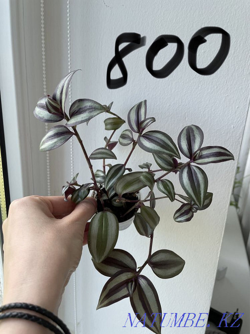 Традесканция 4 вида Алматы - изображение 8