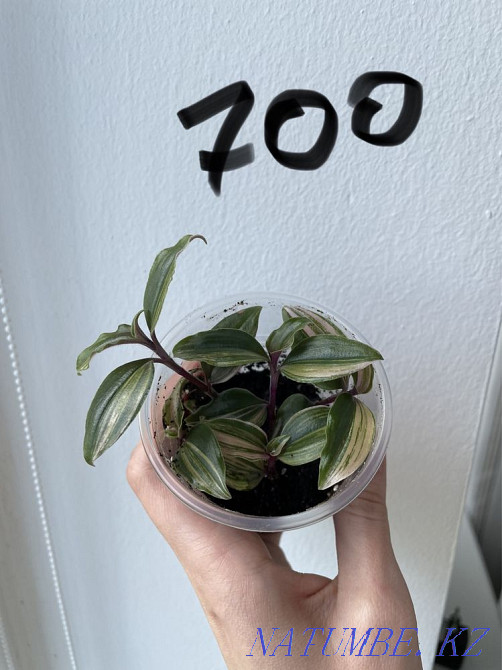 Традесканция 4 вида Алматы - изображение 6