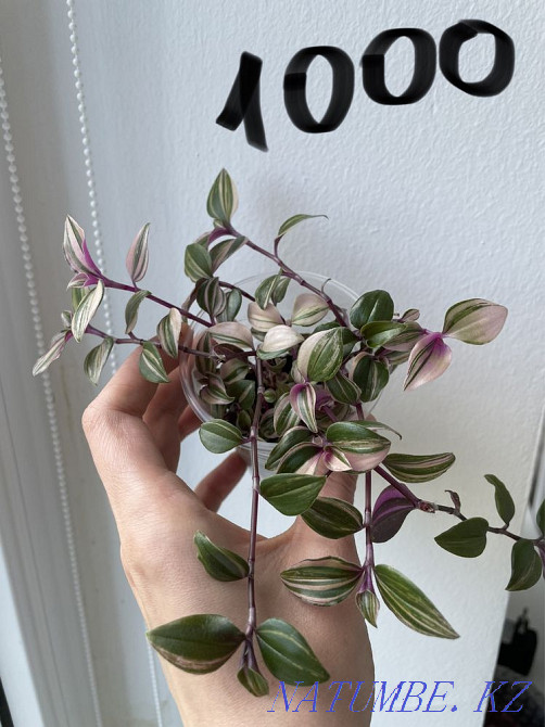 Традесканция 4 вида Алматы - изображение 2