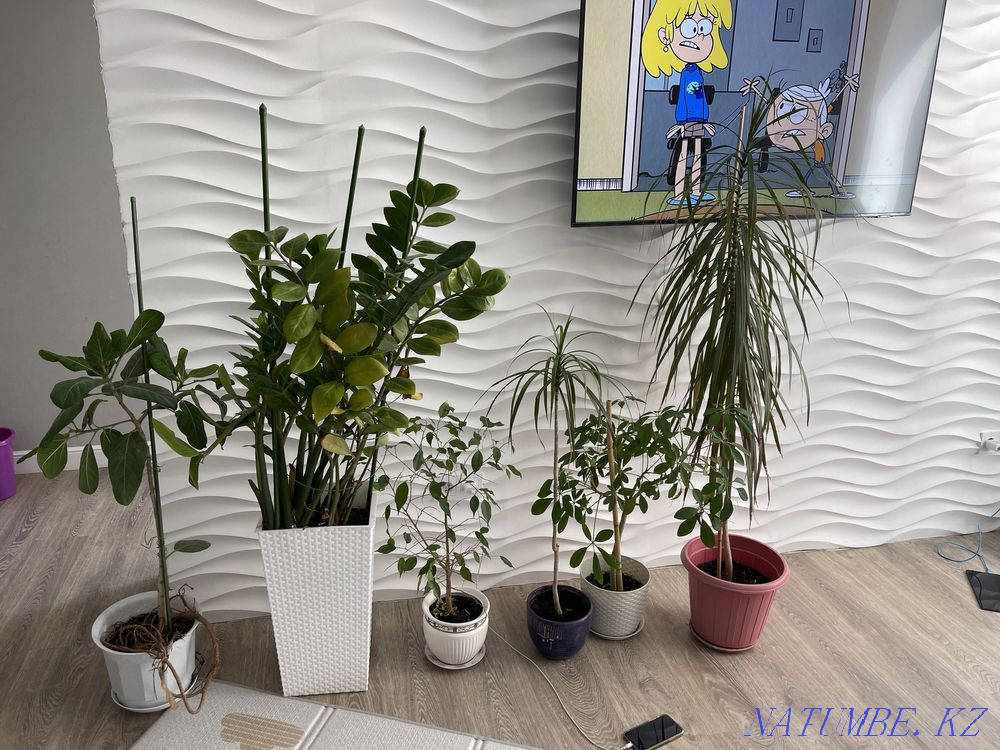 Комнатные цветы супердешево! Астана - изображение 1