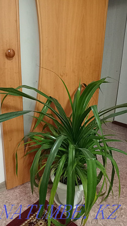 Indoor plant  - photo 1