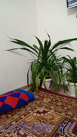 Комнатное растение  - изображение 3