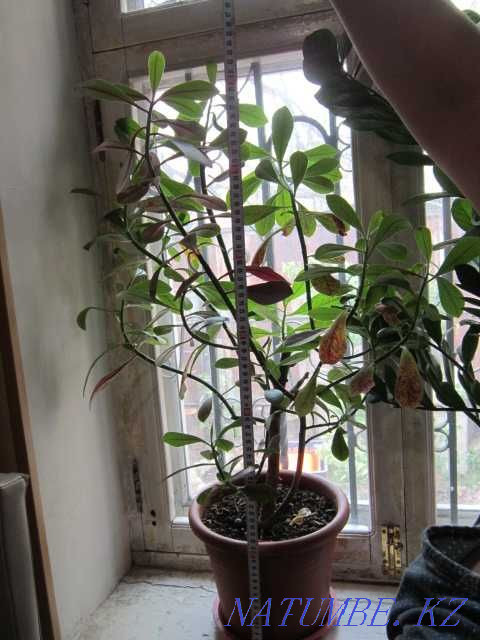 Продам комнатное растение- молочай Алматы - изображение 2