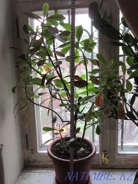 Продам комнатное растение- молочай Алматы - изображение 1