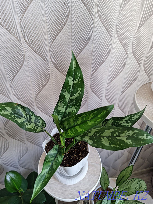 Аглаонема 5000 тенге Костанай - изображение 2
