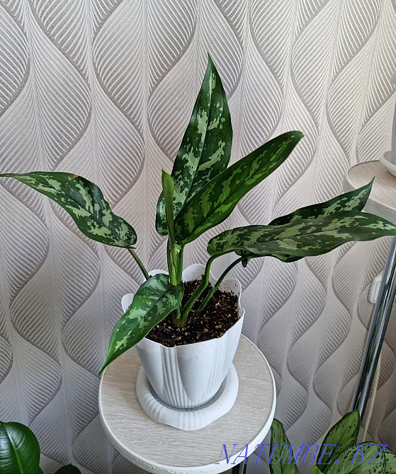 Аглаонема 5000 тенге Костанай - изображение 1