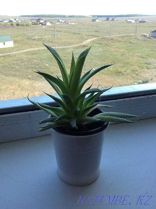 Scarlet wasp decorative Shchuchinsk - photo 1