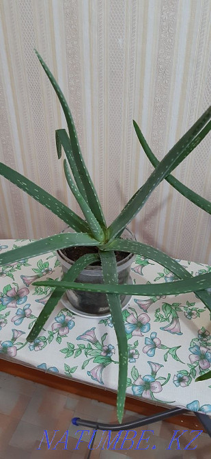Продам алоэ вера Петропавловск - изображение 3