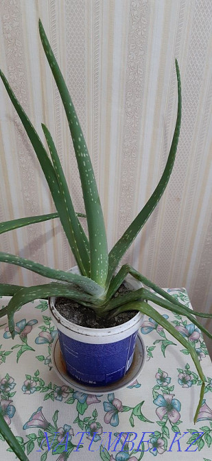 Продам алоэ вера Петропавловск - изображение 1