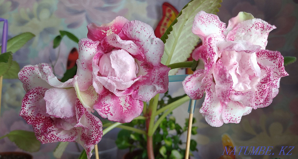 Детки глоксинии ЛАВ-Мила. Муткенова - изображение 1