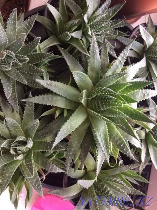 Cactus Scarlet oscissus Shchuchinsk - photo 1