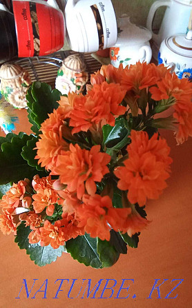 Продам укоренённые черенки разных цветов Щучинск - изображение 7