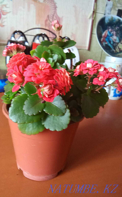 Sell rooted cuttings of different colors Shchuchinsk - photo 3