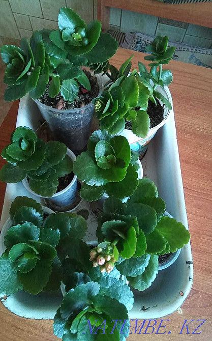 Sell rooted cuttings of different colors Shchuchinsk - photo 2