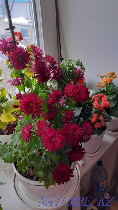 Sell rooted cuttings of different colors Shchuchinsk - photo 5