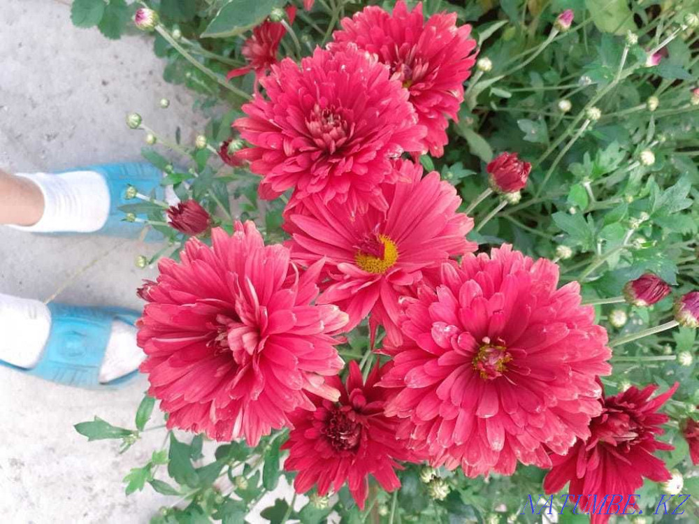 Sell rooted cuttings of different colors Shchuchinsk - photo 8