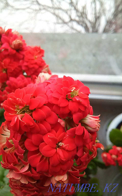 Sell rooted cuttings of different colors Shchuchinsk - photo 4