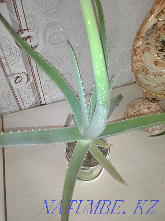 Sell Aloe Vera Kostanay - photo 2