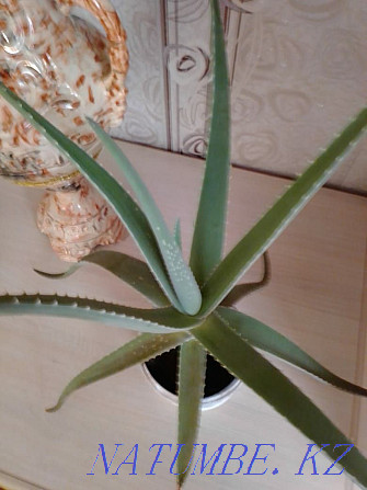 Sell Aloe Vera Kostanay - photo 3