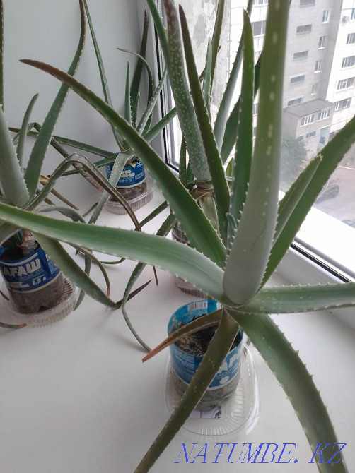 Sell Aloe Vera Kostanay - photo 1