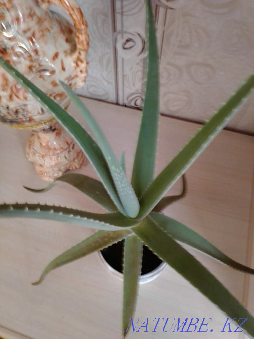 Sell Aloe Vera Kostanay - photo 3