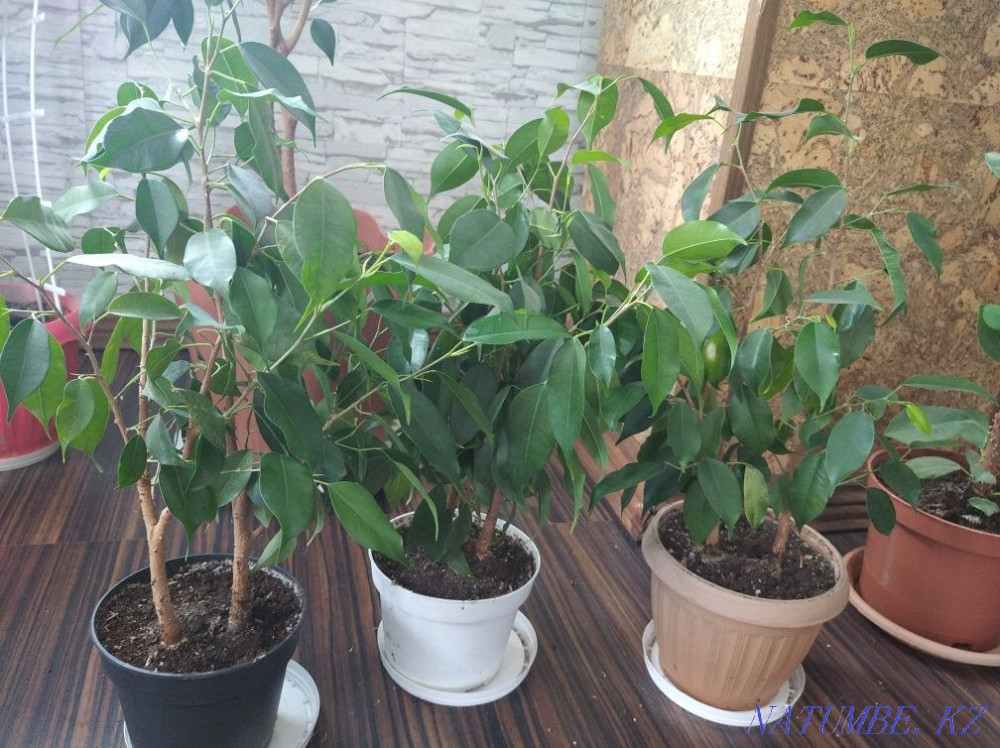 Фикус бенджамина Костанай - изображение 2