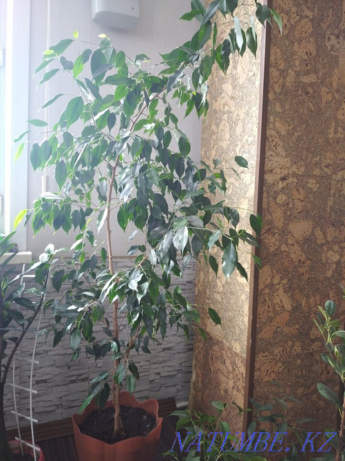 Фикус бенджамина Костанай - изображение 1