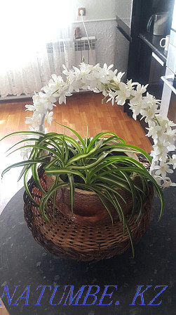 Flower in a beautiful ceramic pot Esik - photo 4